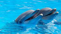 Lumba-lumba juga mamalia yang menikmati permainan bersama lumba-lumba lain atau hewan laut lainnya. (Copyright foto: Pexels.com/Hamid Elbaz)