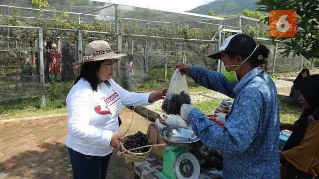 kebun anggur Pua Mbaso Farm & Stone Garden