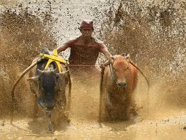 Seorang joki memacu sapinya saat mengikuti "Pacu Jawi" (sapi) di areal pesawahan di Pariangan, Kabupaten Tanah Datar, Sumatera Barat, Sabtu (1/12). Pacu Jawi merupakan permainan olahraga tradisional yang diadakan usai panen padi. (ADEK BERRY/AFP)