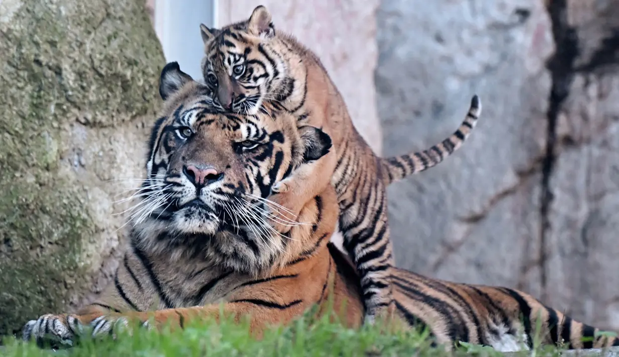 <p>Kala sedang bermain dengan ayahnya, Kasih di Kebun Binatang Bioparco (Biopark Zoo), di Roma pada 7 Maret 2024. (Tiziana FABI/AFP)</p>