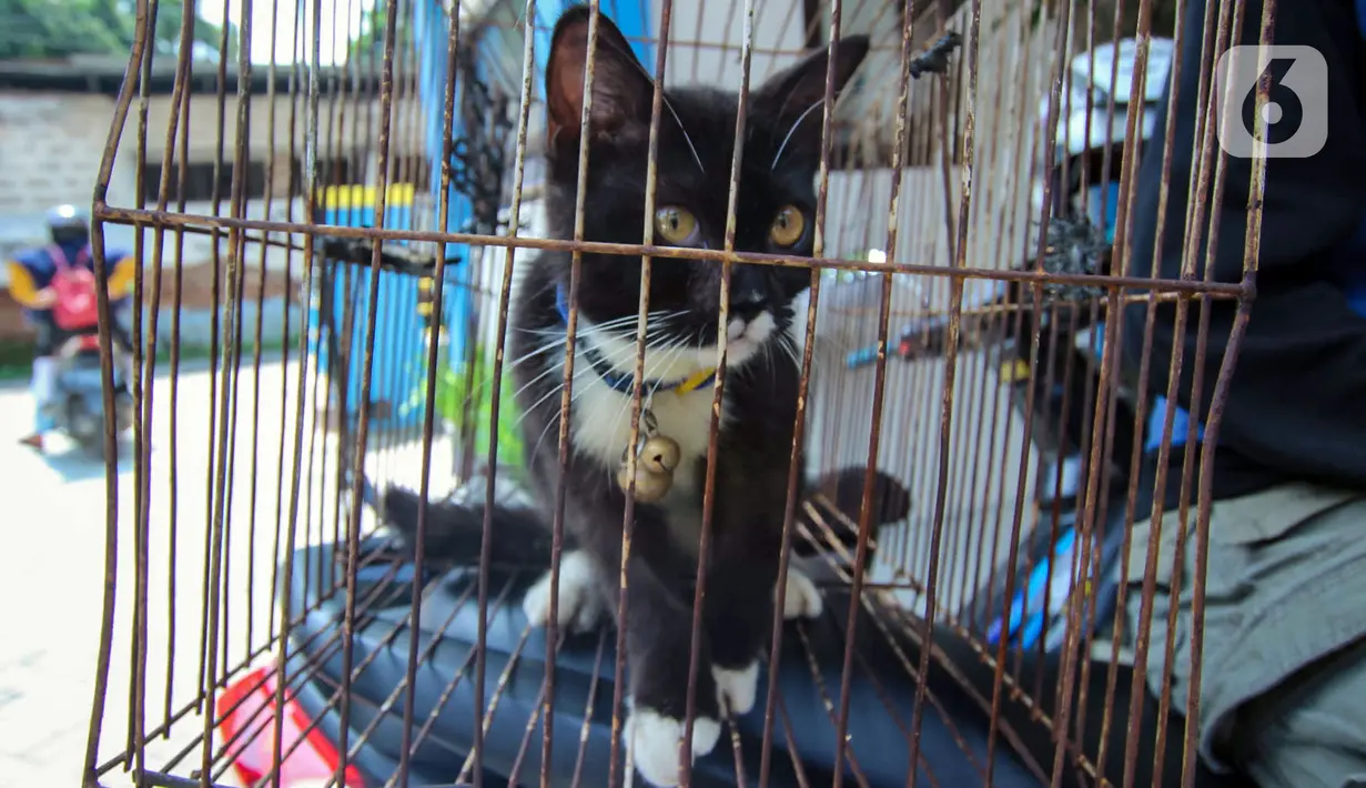 Seekor kucing berada dalam kandang saat pelaksanaan vaksinasi antirabies di Pusat Kesehatan Hewan (Puskeswan) Kota Tangerang, Banten, Rabu (3/3/2021). Sebanyak 500 hewan mendapat vaksin antirabies yang diberikan oleh Pemerintah Kota Tangerang melalui Dinas Ketahanan Pangan. (Liputan6.com/Angga Yunia