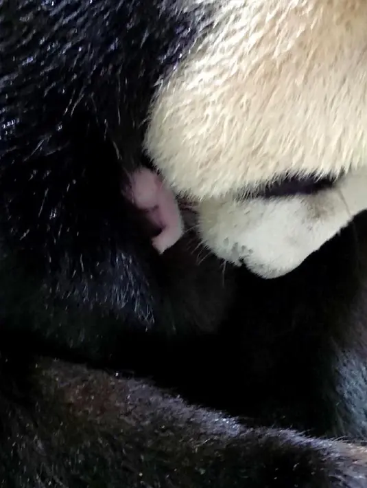 Panda raksasa Yuan Yuan dan bayinya di Kebun Binatang Taipei di Taipei, Taiwan, China pada 28 Juni 2020.  Panda raksasa Yuan Yuan, salah satu dari pasangan panda asal China Daratan, melahirkan anak keduanya pada Minggu (28/6). (Xinhua/Kebun Binatang Taipei)
