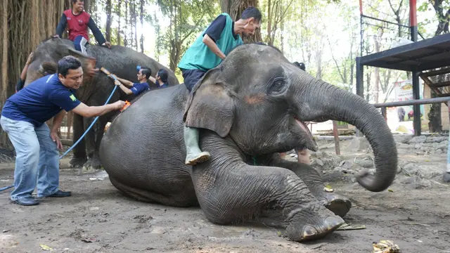 World Elephant Day