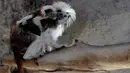 Cotton top tamarin atau tamarin berambut kapas membawa anaknya yang lahir di penangkaran Kebun Binatang Guadalajara, di negara bagian Jalisco, Meksiko, Rabu (19/2/2020). Nama ‘rambut kapas’ ini berasal dari bulu putih cantik yang terdapat di area kepala hingga pundak. (Ulises Ruiz/AFP)