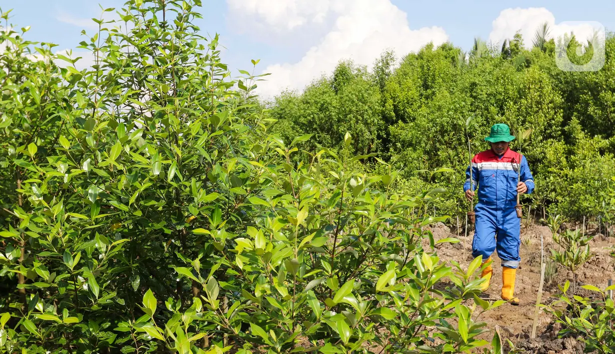 Ada 5.200 pohon mangrove (Rhizophora mucronata) yang ditanam dan dipelihara di lahan seluas 1,8 hektar. (Liputan6.com/Herman Zakharia)