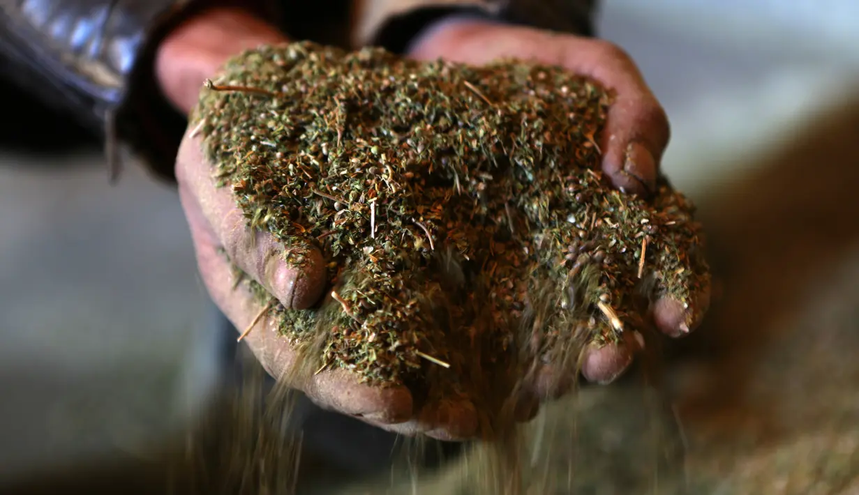 Pekerja memperlihatkan bubuk ganja di sebuah pabrik rumahan di Desa Yammouneh, Lembah Bekaa, timur laut dari Beirut, 9 Desember 2016. (AFP Photo/Patrick Baz)
