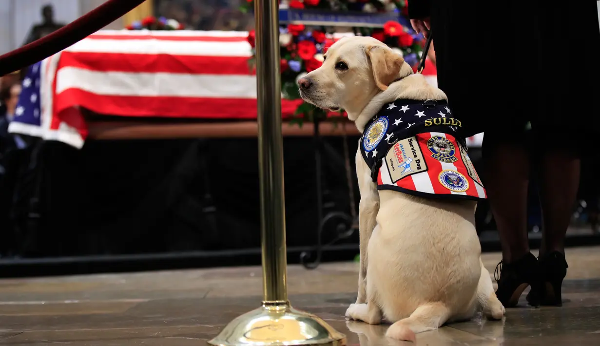 Sully, anjing mendiang George H.W. Bush memberikan penghormatan kepada sang tuan di Gedung Capitol, Washington, Senin (3/12). Sully diberikan kepada Bush sebagai hadiah pada Juni lalu setelah istrinya, Barbara, meninggal dunia. (AP/Manuel Balce Ceneta)
