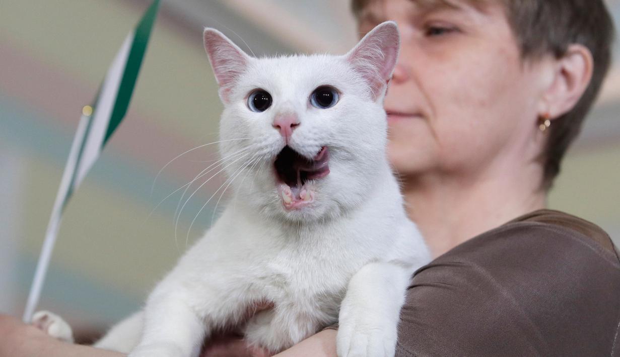 Achilles Si Kucing Peramal Siap Bekerja Di Piala Dunia 2018