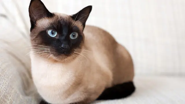 Kucing Siam