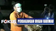Dari tangan para pelaku didapatkan satu potongan kulit serta empat janin harimau Sumatera.