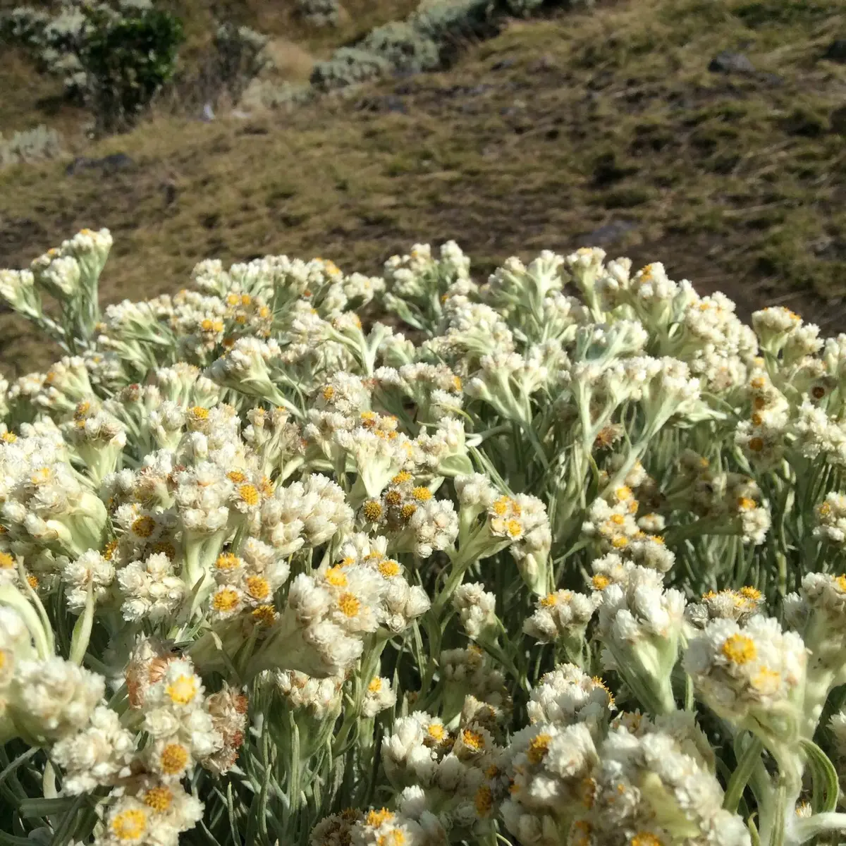 serba serbi bunga edelweis, tanaman abadi dan langka yang dilarang