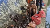Kasatpol PP Sawah Besar Ungkap Penjualan Daging Sapu-sapu ke Pengepul untuk Bahan Siomai