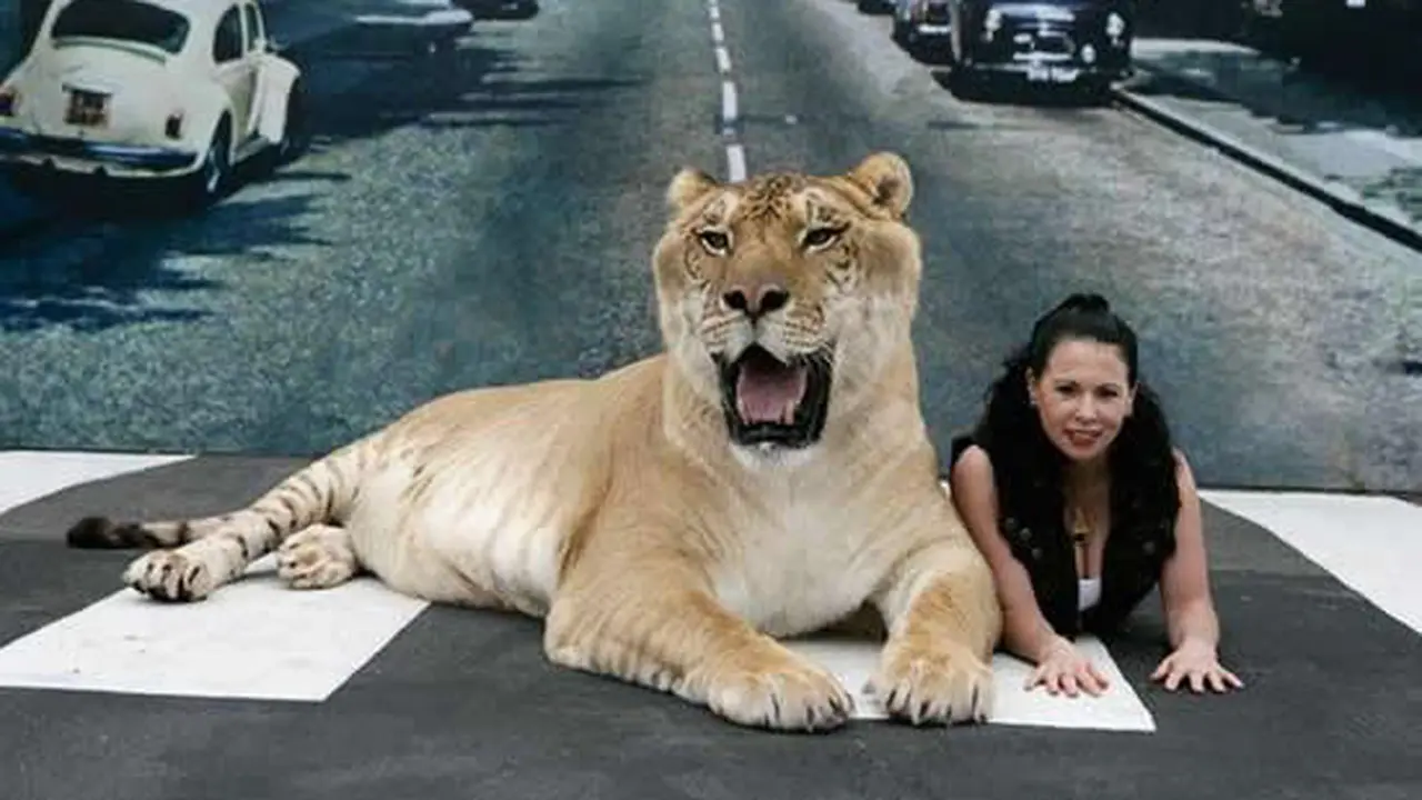 Kucing 'Hercules' Terbesar di Dunia