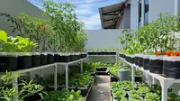 9 Ide Kebun Rumah Low Budget tapi Hasil Seperti Petani Profesional, Panen Melimpah