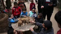 Bocah-bocah Palestina bermain dengan tiga anak singa berusia dua bulan yang akan dijual di kebun binatang di Jalur Gaza, 22 Desember 2017. Pemilik sekaligus pengelola kebun binatang menjual seekor anak singa dengan harga sekitar Rp 67 juta. (AP/Adel Hana)