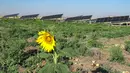 Tampak terlihat deretan panel surya untuk menyalakan irigasi ladang terlihat di dekat ladang semangka di sebuah perkebunan di desa Haddadiya, sekitar 44 kilometer sebelah selatan Hasakeh di timur laut Suriah, pada tanggal 24 September 2023. (Delil SOULEIMAN/AFP)