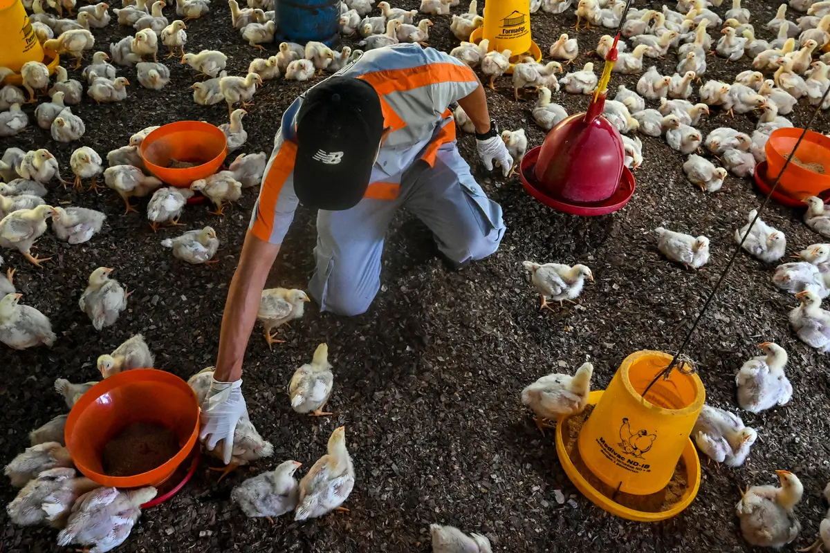 Pemeriksaan Kesehatan Unggas Antisipasi Flu Burung di Aceh Besar