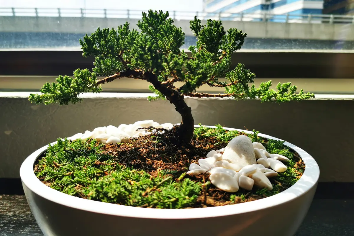 Tips Merawat Tanaman Bonsai agar Tetap Sehat, Indah, dan Tumbuh Optimal