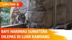 Anak harimau Sumatera usia sebulan menapakkan langkah pertamanya di luar Kebun Binatang ZSL London. Anak harimau yang dilindungi itu sampai sekarang belum diberi nama.