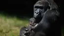 Seekor Gorila memeluk anaknya yang baru lahir di kebun binatang di Belo Horizonte, Brasil, Jumat (12/5). Bayi gorila tersebut lahir pada 8 Mei 2017 dan termasuk dalam sebagai spesies yang terancam punah. (AFP PHOTO / DOUGLAS MAGNO)