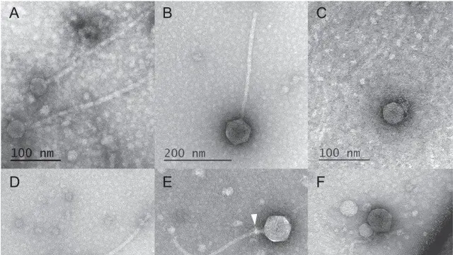 Virus Menempel di Virus Lain