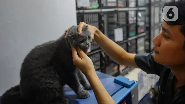 Jasa Perawatan Hewan Peliharaan