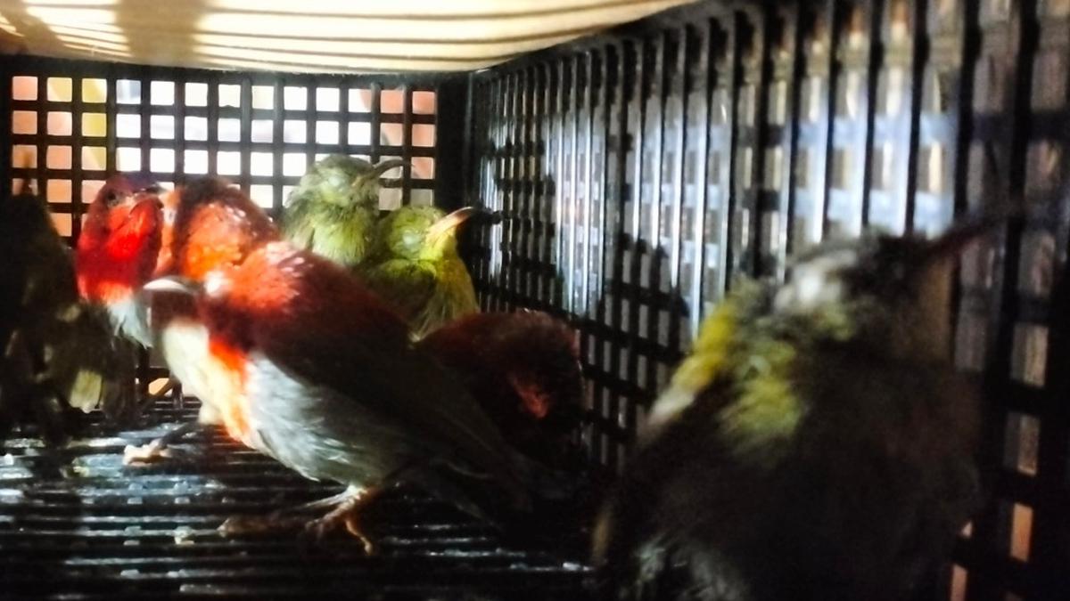Koper WN Sri Lanka Dibuka, 101 Burung Ditemukan