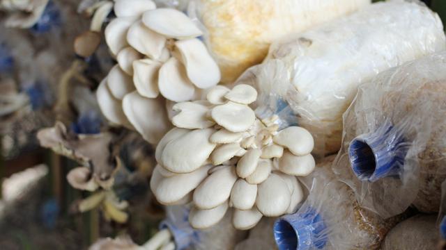 Jamur Tiram (iStock)