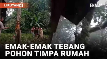 Menebang pohon bukanlah hal sepele. Harus ada perhitungan arah agar pohon jatuh di sisi yang tepat. Namun aksi berani emak-emak ini berujung apes.