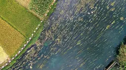 Foto dari udara menunjukkan pemandangan bunga Ottelia acuminata di Sungai Chengjiang di Kota Daxing yang berada di Wilayah Otonom Etnis Yao Du'an, Daerah Otonom Etnis Zhuang Guangxi, China selatan (28/10/2020). (Xinhua/Lu Boan)