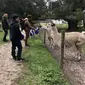 Memberi Makan Llama di Peternakan di Burnside, Australia Barat (Liputan6.com/Shinta NM Sinaga)