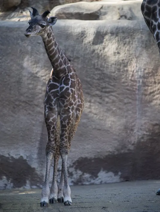 Anak jerapah masai betina berusia dua minggu, yang masih belum disebutkan namanya, melakukan debut publiknya di Kebun Binatang LA di Los Angeles, California (18/10/2019). Jerapah Masai adalah mamalia darat tertinggi. (AFP Photo/Mark Ralston)