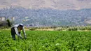 Petani memanen tanaman di Zabadani, pedesaan Damaskus, Suriah, 22 Agustus 2020. Para petani kembali ke lahan pertanian mereka di kota yang dilanda perang itu usai Zabadani berhasil direbut kembali. Tahun ini, petani menikmati panen pertama mereka setelah bertahun-tahun. (Xinhua/Ammar Safarjalani)