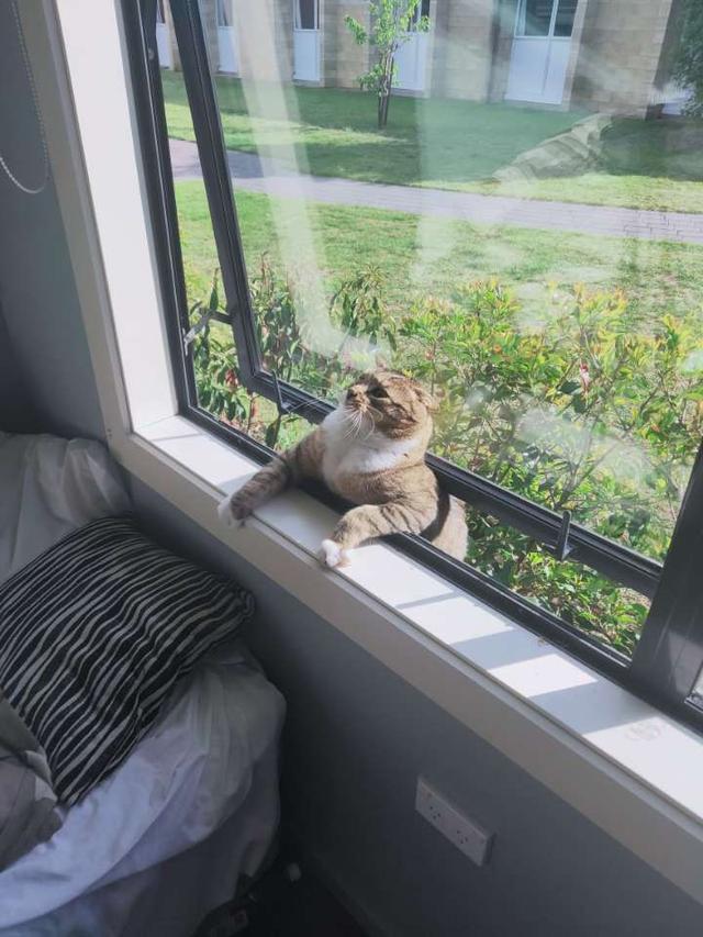 10 Potret Nyeleneh Kucing Tersangkut Waktu Usil, Penampakannya Bikin Nyengir