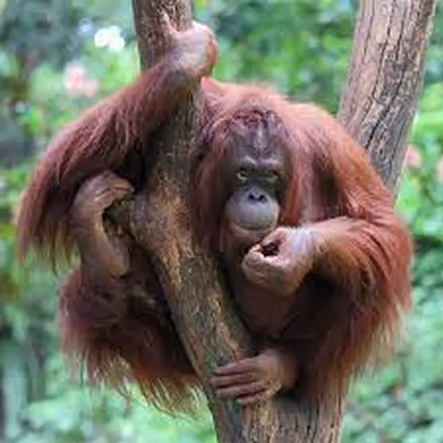 Orang Utan