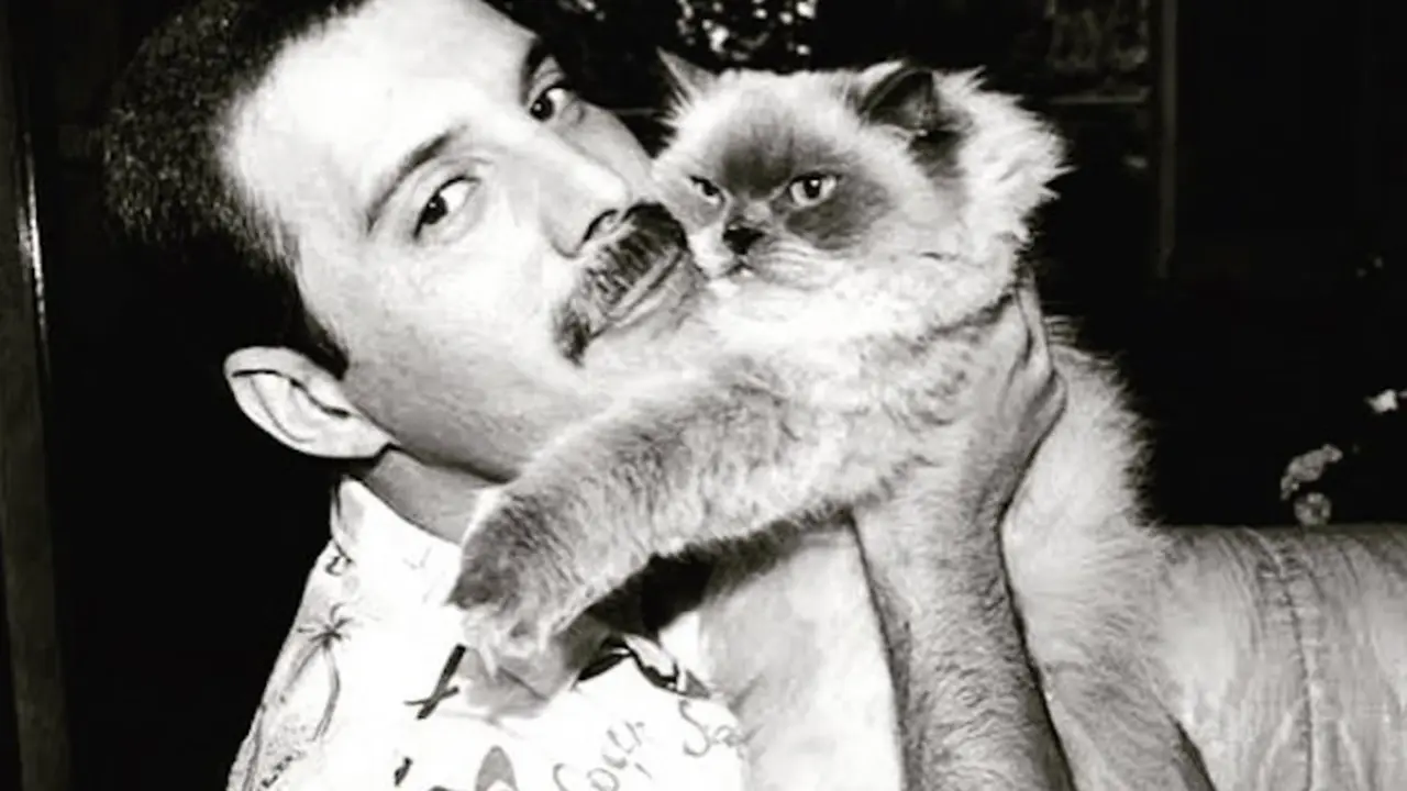 Freddie Mercury