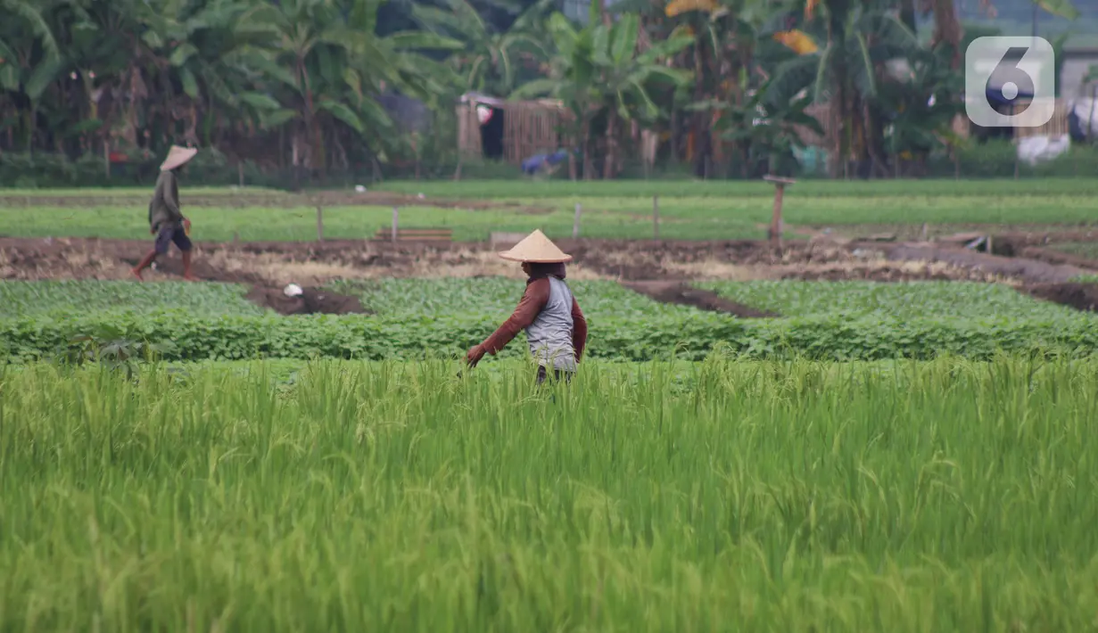 Petani menggarap sawah di kawasan Tangerang, Banten, Sabtu (19/2/2022). Menteri Pertanian Syahrul Yasin Limpo telah membangun pertanian dari peningkatan produksi dan pengembangan hilirisasi sampai pada sektor pertanian sebagai bantalan pertumbuhan ekonomi nasional. (Liputan6.com/Angga Yuniar)