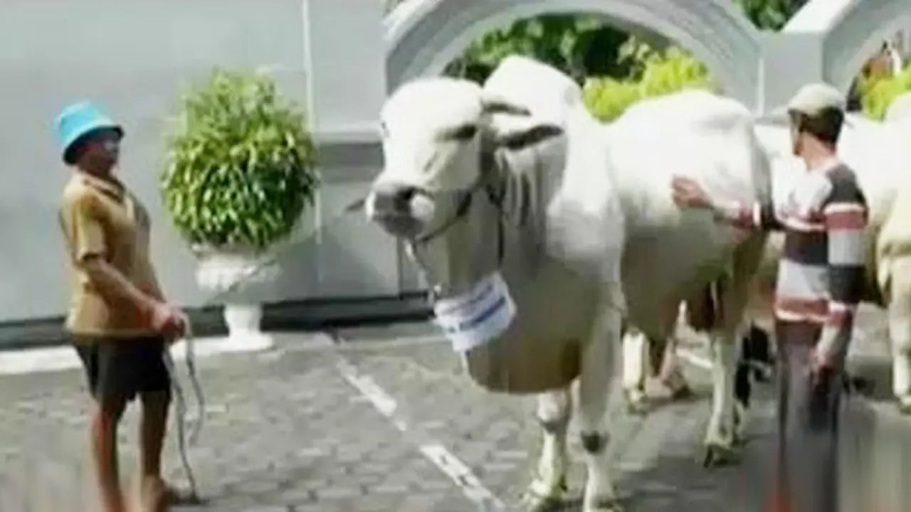 Sapi Jokowi