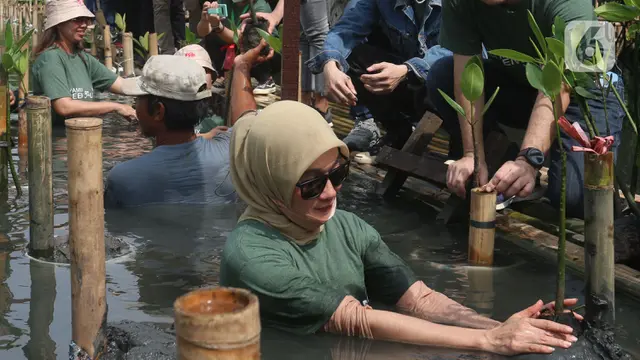 Melihat Kawasan Konservasi Alam Mangrove di Angke
