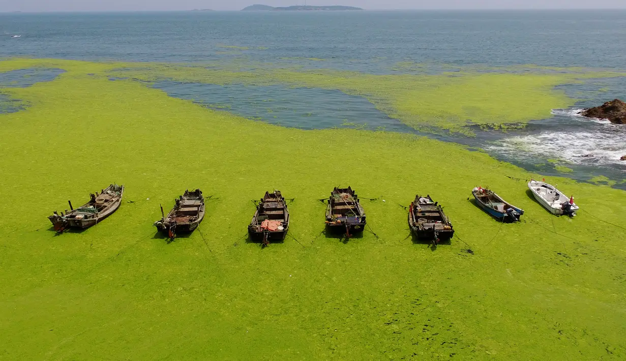 Perahu-perahu dikelilingi oleh ganggang hijau yang menyelimuti sebuah teluk di Qingdao, provinsi Shandong, China pada Kamis (11/7/2019). Fenomena alam yang ekstrem ini  memang sudah menjadi agenda tahunan sejak tahun 2008 silam di sepanjang garis pantai Shandong. (AFP Photo)