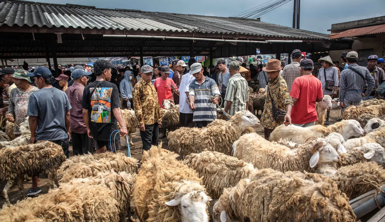 Domba-domba dipajang untuk dijual di pasar ternak menjelang hari raya Idul Adha, di Ambarawa, Jawa Tengah pada Sabtu 16 Mei 2026. (DEVI RAHMAN/AFP)