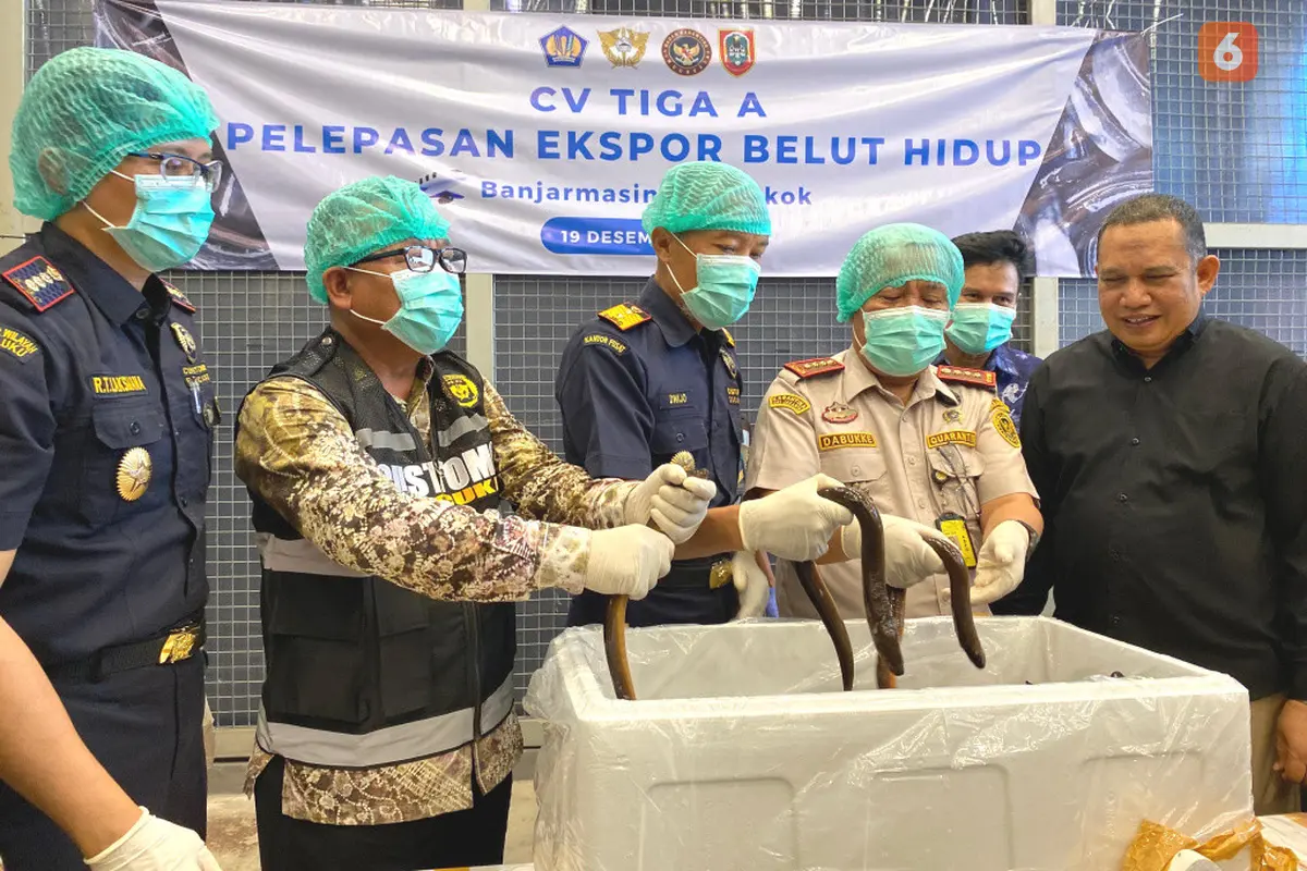 Bea Cukai Kalimantan Selatan Belut Sawah Hidup