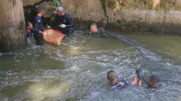 Beberapa personel TNI AL bahu-membahu dengan petugas gabungan (PPSU, Dinas KPKP) memburu dan menangkap ikan sapu-sapu di area perairan sekitar kawasan Setu Babakan, Jakarta Selatan. Tampak dalam foto, personel TNI AL bersama petugas KPKP saat operasi penangkapan ikan sapu-sapu di perairan kawasan Setu Babakan, Jakarta Selatan, Selasa (5/5/2026). (merdeka.com/Arie Basuki)