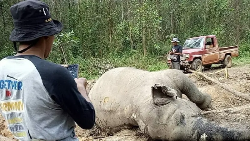 Gajah mati karena gangguan pencernaan ditemukan membusuk di konsesi hutan tanaman industri di Riau.