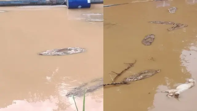 Babi Dibuang ke Sungai