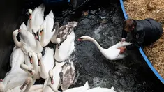 Olaf Niess menangkap seekor angsa untuk dibawa menuju rumah musim dingin di sungai Alster, kota Hamburg, Jerman, 20 November 2018. Dikatakan, tradisi memindahkan angsa dari sungai Alster sudah dilakukan ratusan tahun yang lalu. (DANIEL REINHARDT/DPA/AFP)
