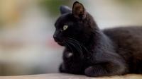 Ilustrasi kucing hitam. (Image by wirestock on Freepik)