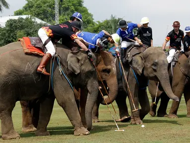 Sejumlah pemain berebut bola menggunakan tongkat saat mengikuti turnamen Polo Piala Raja Gajah di Bangkok, Thailand (9/3). Acara amal ini memperebutkan Piala Raja Gajah yang digelar tiap tahun. (AP Photo / Sakchai Lalit)