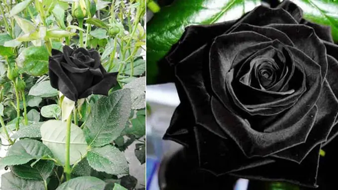 Foto: naturalgarden.org & ilikr.net