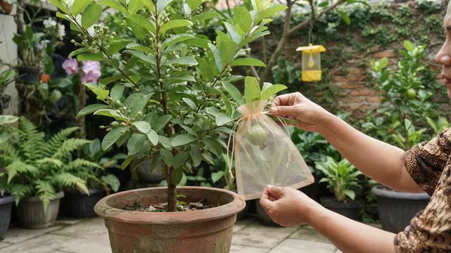 Cara Merawat Jambu Kristal dalam Pot Agar Cepat Berbunga dan Tidak Mudah Gugur